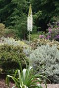 Foxtail lily